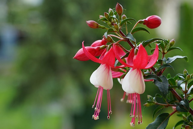 fleur fuschias