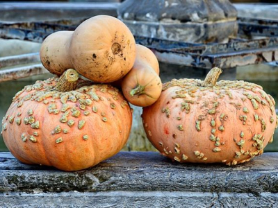 Quelle est la différence entre le butternut et le potiron ?